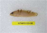 藏品(蓋馬氏盔魚)的圖片